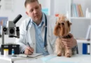 Veterinary Clinic Vetcitypets: Comprehensive Care for Your Pets